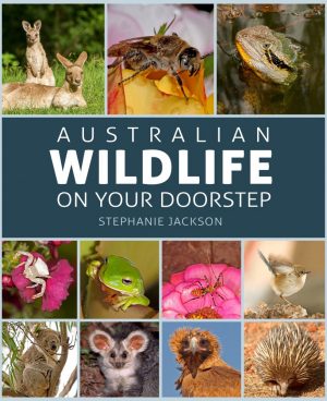 Australian Wildlife on your Doorstep