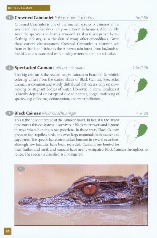 Wildlife of Ecuador:  A Photographic Field Guide to Birds, Mammals, Reptiles, and Amphibians - Image 2