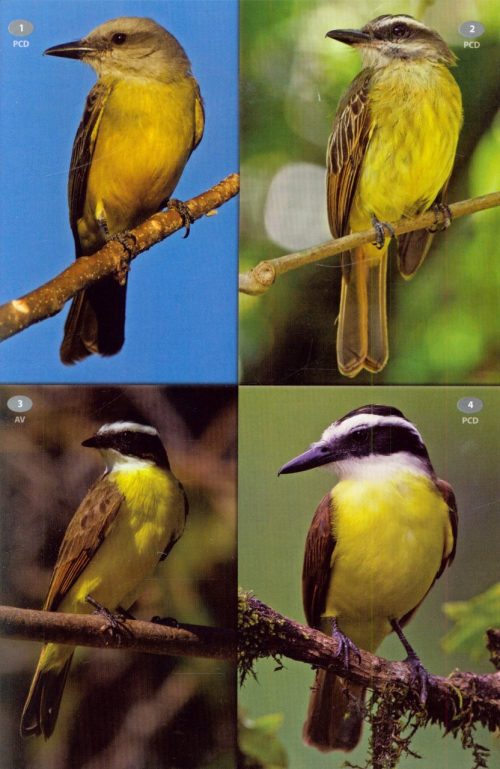 Wildlife of Ecuador:  A Photographic Field Guide to Birds, Mammals, Reptiles, and Amphibians - Image 3