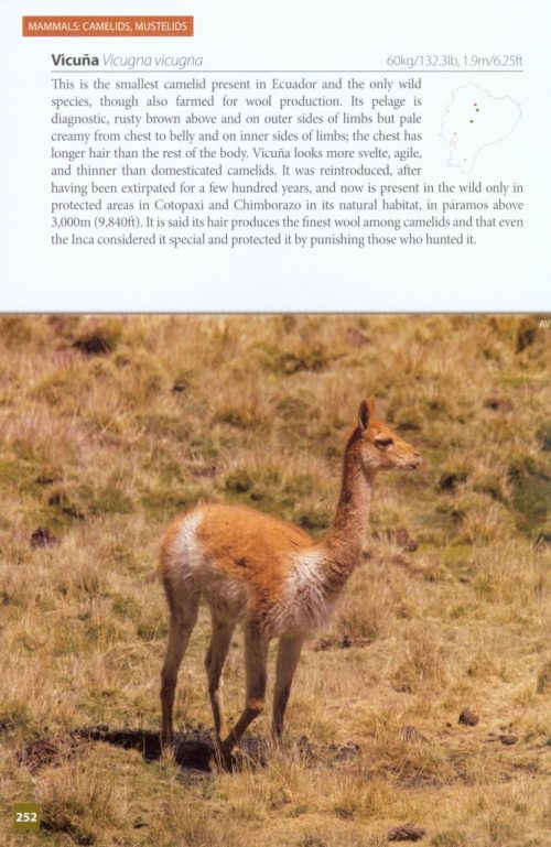 Wildlife of Ecuador:  A Photographic Field Guide to Birds, Mammals, Reptiles, and Amphibians - Image 4