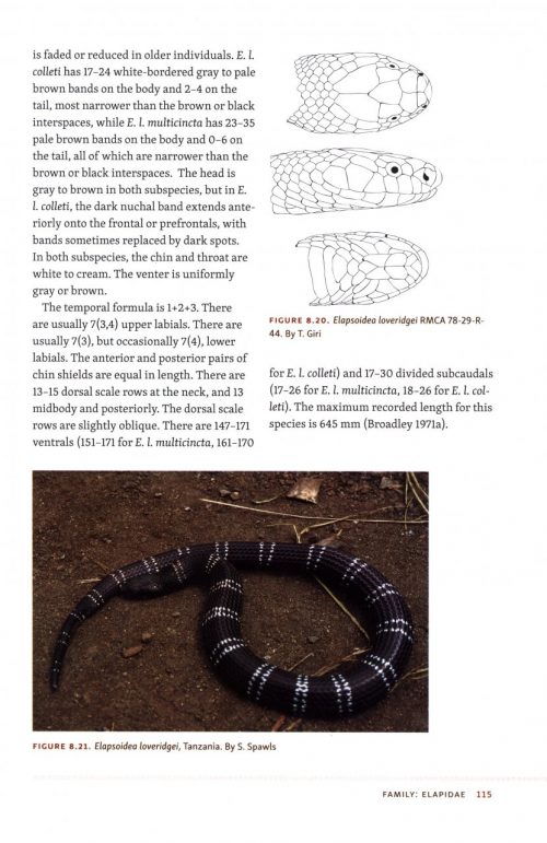 Snakes of Central and Western Africa - Image 2