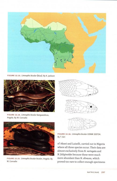 Snakes of Central and Western Africa - Image 3