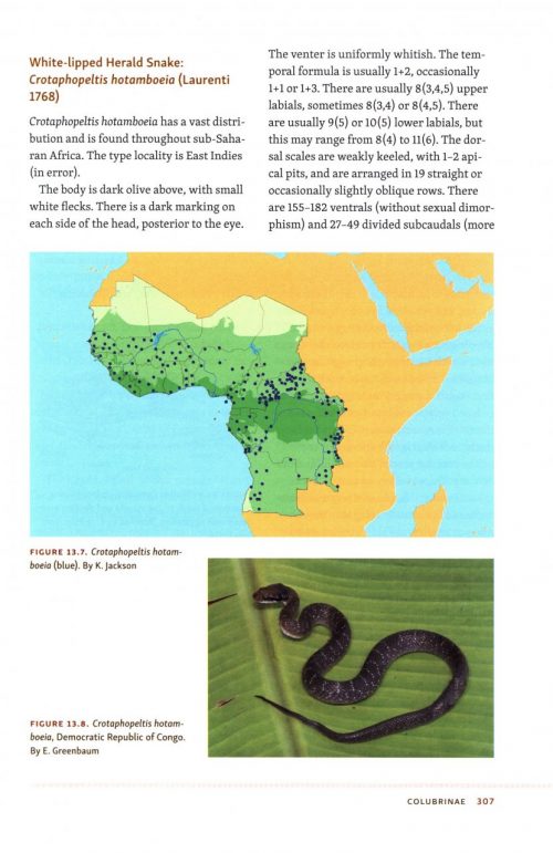 Snakes of Central and Western Africa - Image 4