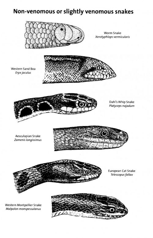 Snakes of Europe, North Africa and the Middle East: A Photographic Guide - Image 2
