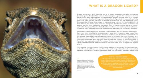 Dragon Lizards of Australia: Evolution, Ecology and a Comprehensive Field Guide - Image 2