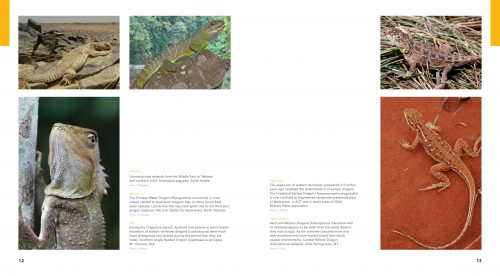 Dragon Lizards of Australia: Evolution, Ecology and a Comprehensive Field Guide - Image 3