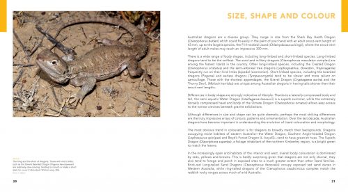 Dragon Lizards of Australia: Evolution, Ecology and a Comprehensive Field Guide - Image 5