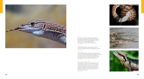 Dragon Lizards of Australia: Evolution, Ecology and a Comprehensive Field Guide - Image 6
