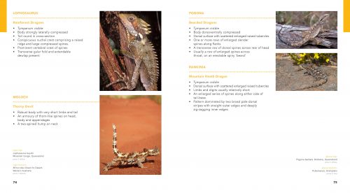 Dragon Lizards of Australia: Evolution, Ecology and a Comprehensive Field Guide - Image 7