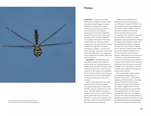 Dragonflies & Damselflies of New Zealand - Image 2