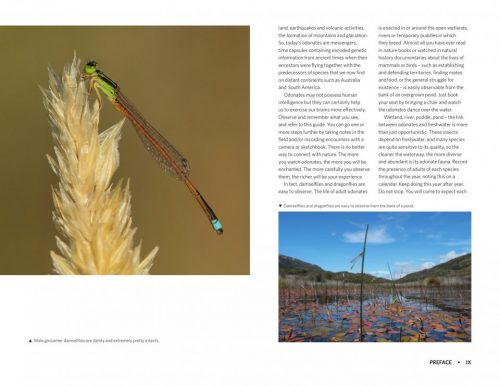 Dragonflies & Damselflies of New Zealand - Image 3