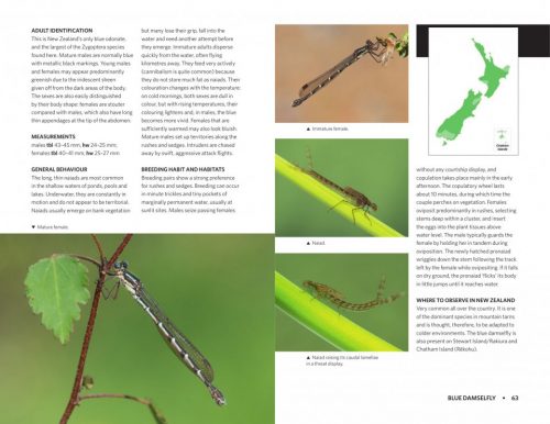 Dragonflies & Damselflies of New Zealand - Image 5