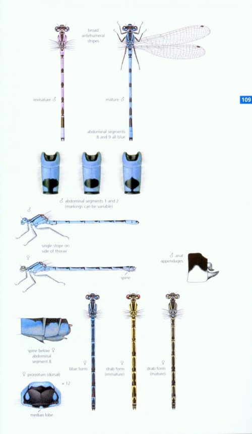 Field Guide to the Dragonflies & Damselflies of Great Britain and ...