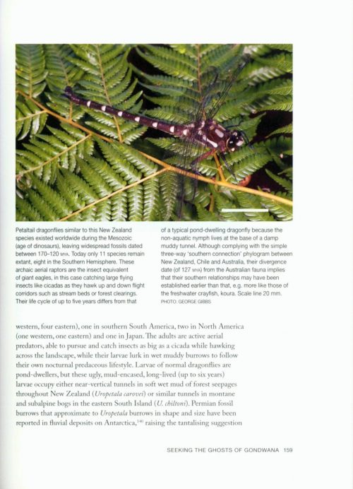Ghosts of Gondwana:  The History of Life in New Zealand (Revised Edition) - Image 3