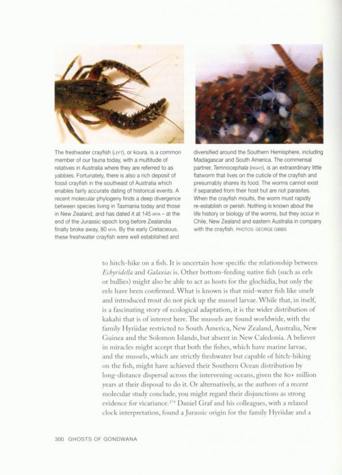 Ghosts of Gondwana:  The History of Life in New Zealand (Revised Edition) - Image 5