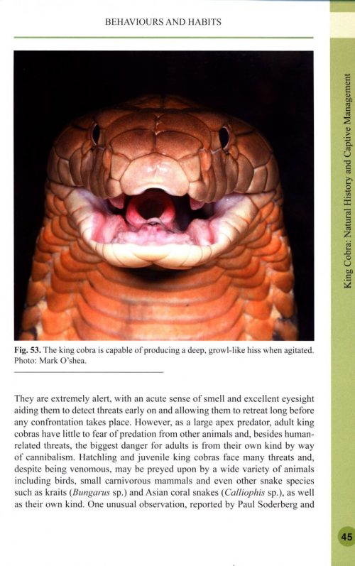 King Cobra:  Natural History and Captive Management - Image 2