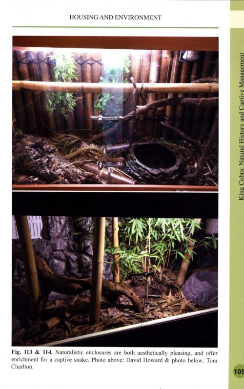 King Cobra:  Natural History and Captive Management - Image 4