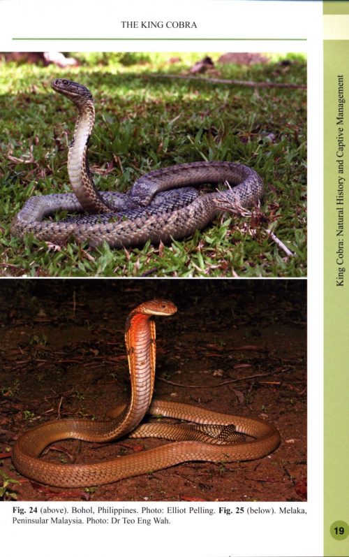 King Cobra:  Natural History and Captive Management - Image 3