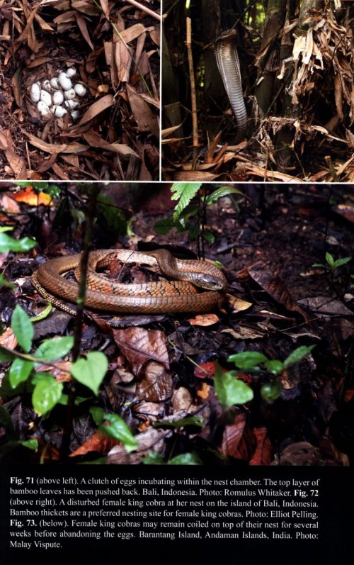King Cobra:  Natural History and Captive Management - Image 5