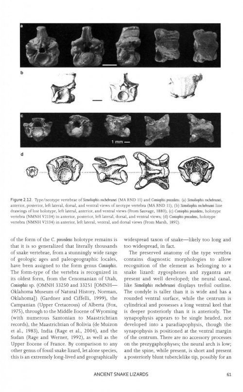 The Origin of Snakes:   Morphology and the Fossil Record - Image 2