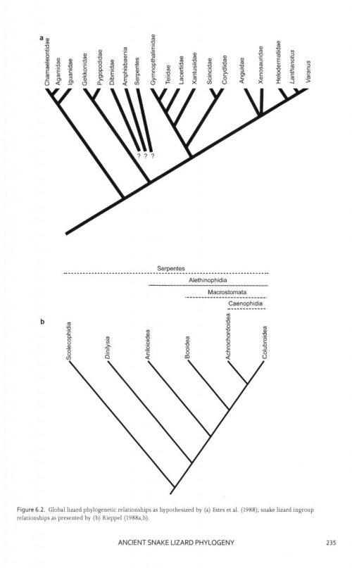 The Origin of Snakes:   Morphology and the Fossil Record - Image 4