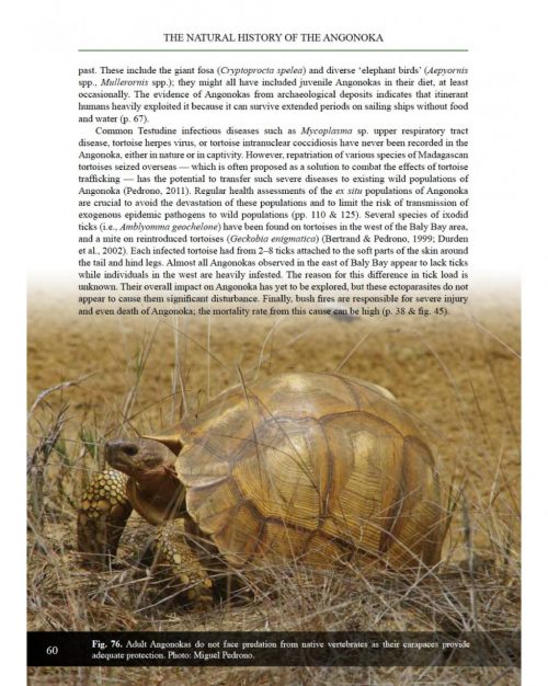 Twilight of the Angonoka:  Biology and Conservation of the World’s Rarest Tortoise - Image 4