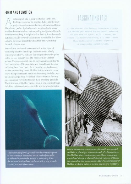 Whales and Dolphins of Aotearoa:  New Zealand - Image 2