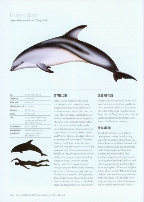 Whales and Dolphins of Aotearoa:  New Zealand - Image 4