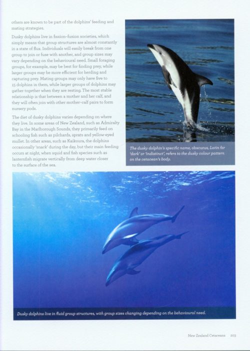 Whales and Dolphins of Aotearoa:  New Zealand - Image 5