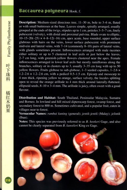 A Guide to Wild Fruits of Borneo (Second Edition) - Image 3