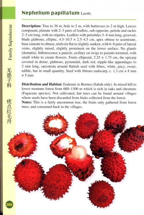 A Guide to Wild Fruits of Borneo (Second Edition) - Image 4