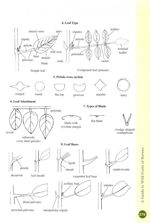 A Guide to Wild Fruits of Borneo (Second Edition) - Image 5