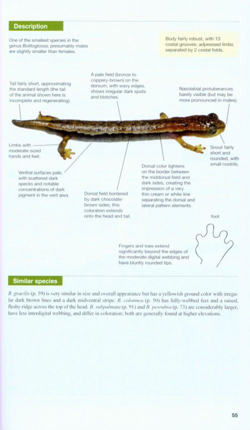 Amphibians of Costa Rica: A Field Guide - Image 2