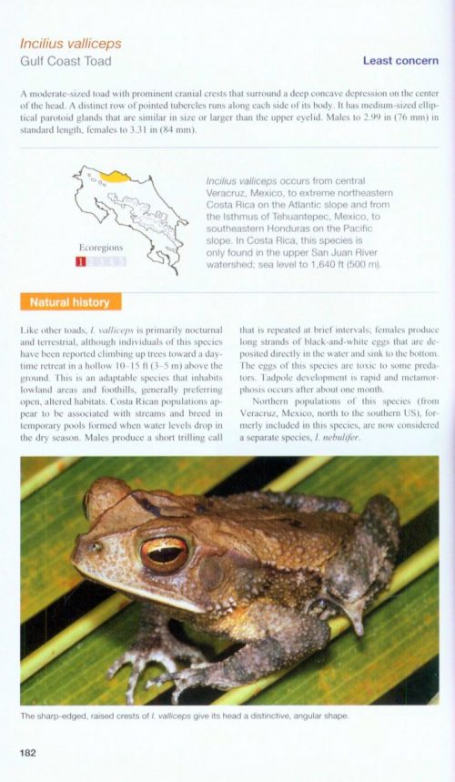 Amphibians of Costa Rica: A Field Guide - Image 3