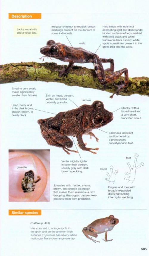Amphibians of Costa Rica: A Field Guide - Image 6