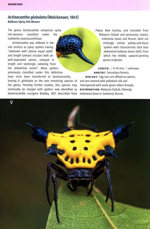 Borneo Spiders:  A Photographic Field Guide - Image 2