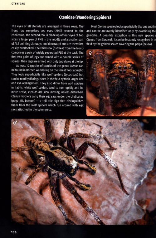 Borneo Spiders:  A Photographic Field Guide - Image 3
