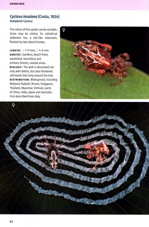 Borneo Spiders:  A Photographic Field Guide - Image 5