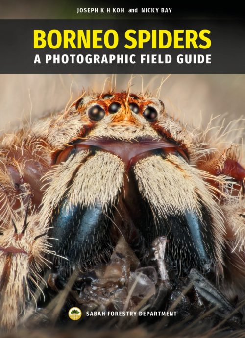 Borneo Spiders:  A Photographic Field Guide