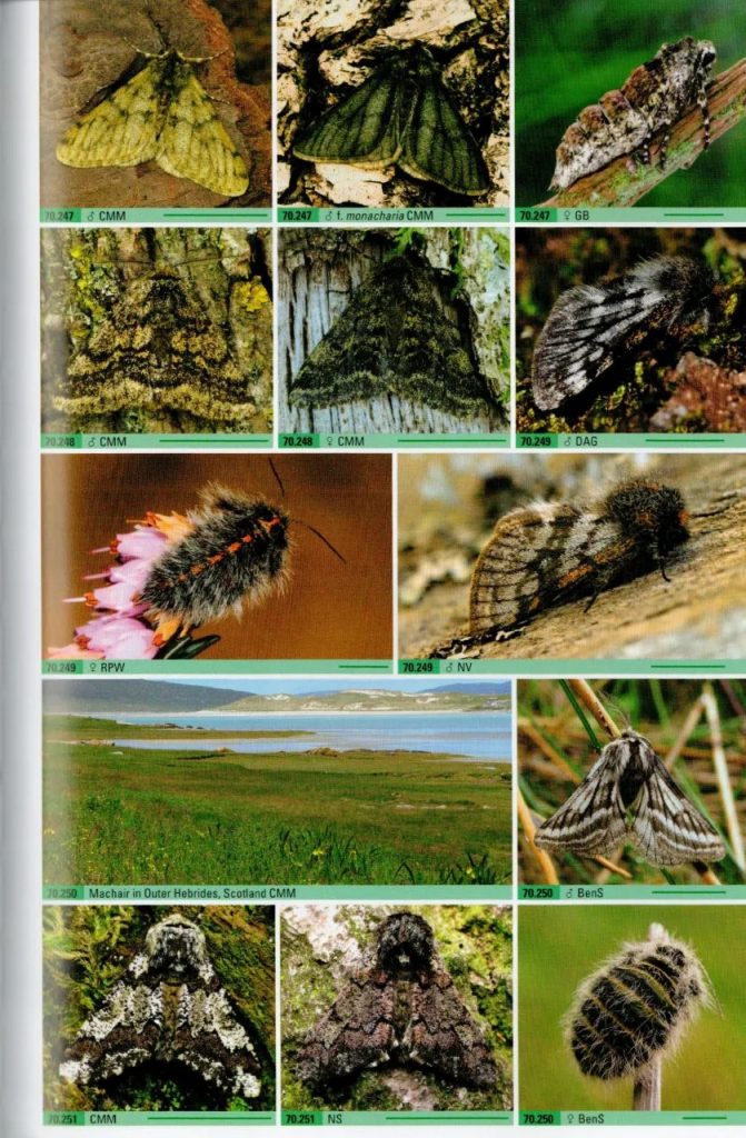 British Moths: A Photographic Guide to the Moths of Britain and Ireland ...