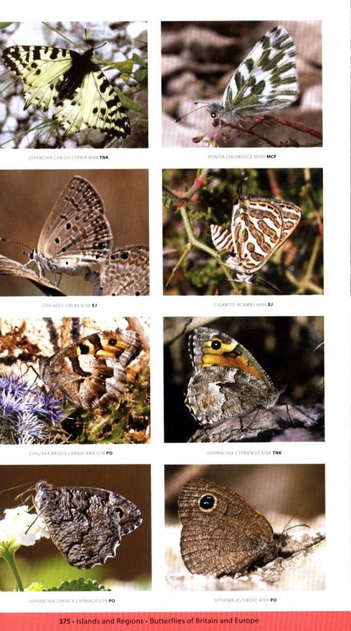 Butterflies of Britain and Europe:  A Photographic Guide (Second Edition) - Image 6