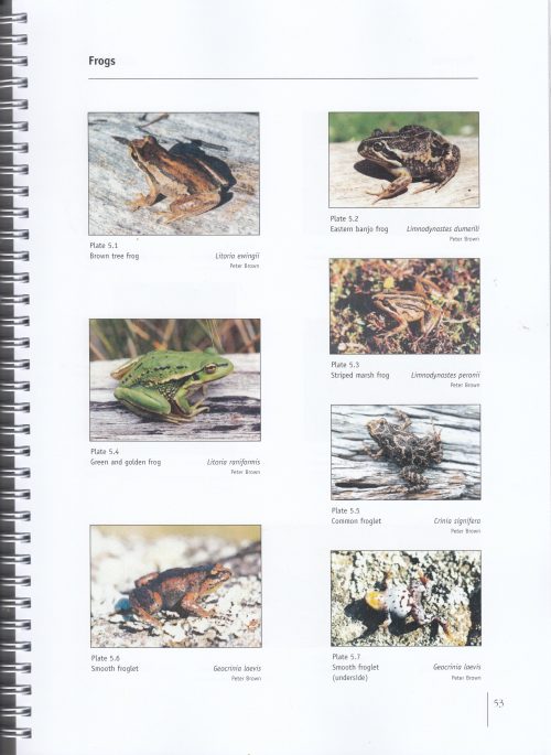 The Fauna of King Island:  A Guide to Identification and Conservation Management - Image 2