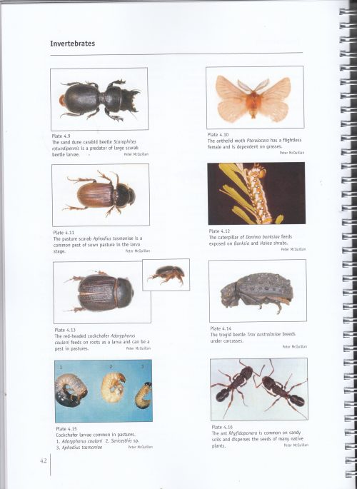 The Fauna of King Island:  A Guide to Identification and Conservation Management - Image 5