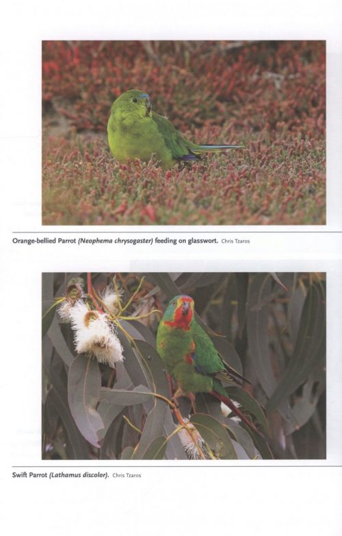 Parrots: The Animal Answer Guide - Image 4