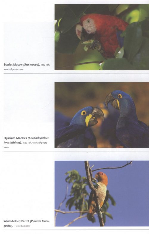 Parrots: The Animal Answer Guide - Image 5