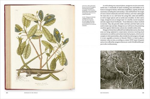 Remarkable Trees - Image 6