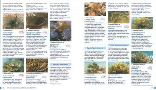 Tropical Marine Life of Australia:  Plants and Animals of the Central Indo-Pacific - Image 2