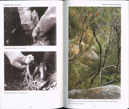 Bringing Back the Bush: The Bradley Method of Bush Regeneration - Image 3