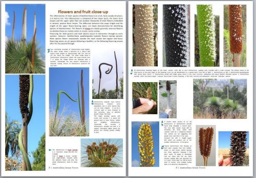 Australian Grass Trees : Xanthorrhoea and Kingia - Image 2