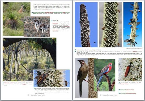 Australian Grass Trees : Xanthorrhoea and Kingia - Image 4